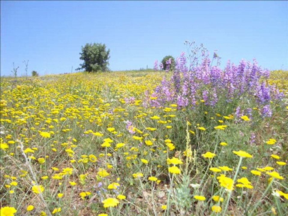 Nasır Köyü Foto Slayt | 2008 Yılı Fotoğraflarıyla