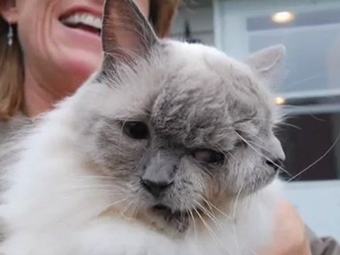 Le chat à deux têtes le plus vieux - Record du monde 2012