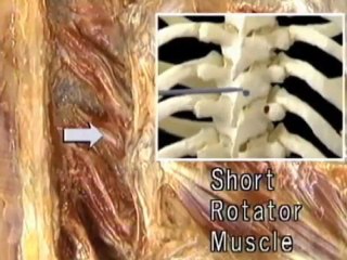 Pain Free Movement of Low Back, Hip and Legs