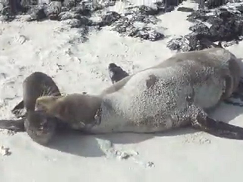 Otaries des Galapagos