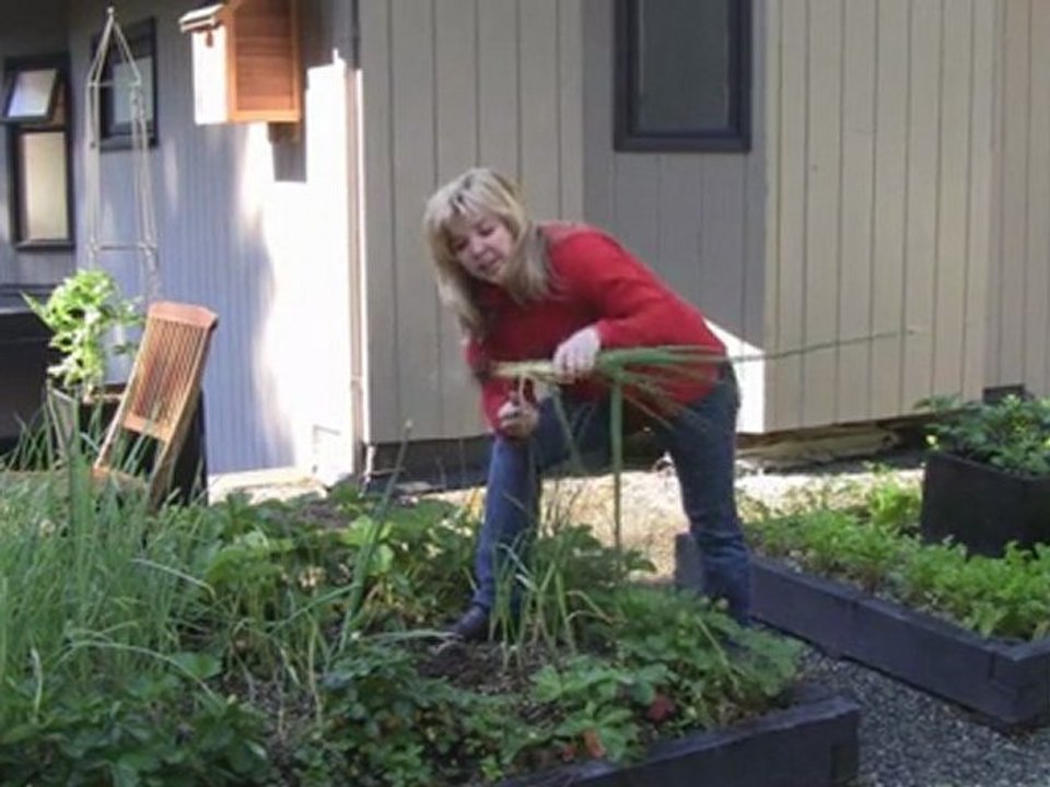 Sept. 24/11 - Senga's Vlog - How to Harvest Onions