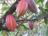 Don Eloy Cacao Grower for Nova Monda Cacao & Chocolate