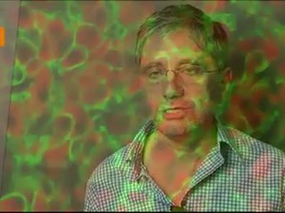 Première lignée de cellules pancréatiques humaines productrices et sécrétrices d'insuline
