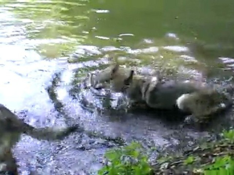 Dans l'eau