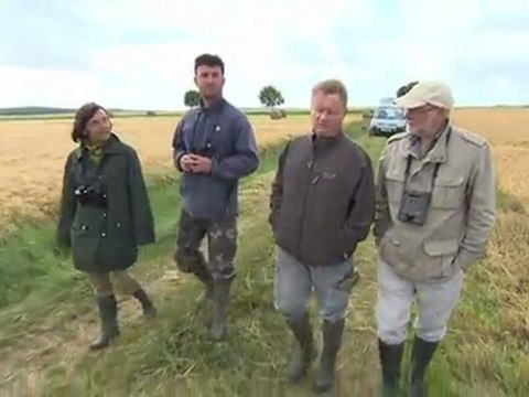 NOMADES TV RESPIRE - BUSARD CENDRE