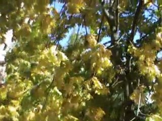 If you go away Madlen Duval