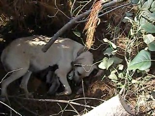 Karakız yeni doğurdu 28 09 2011