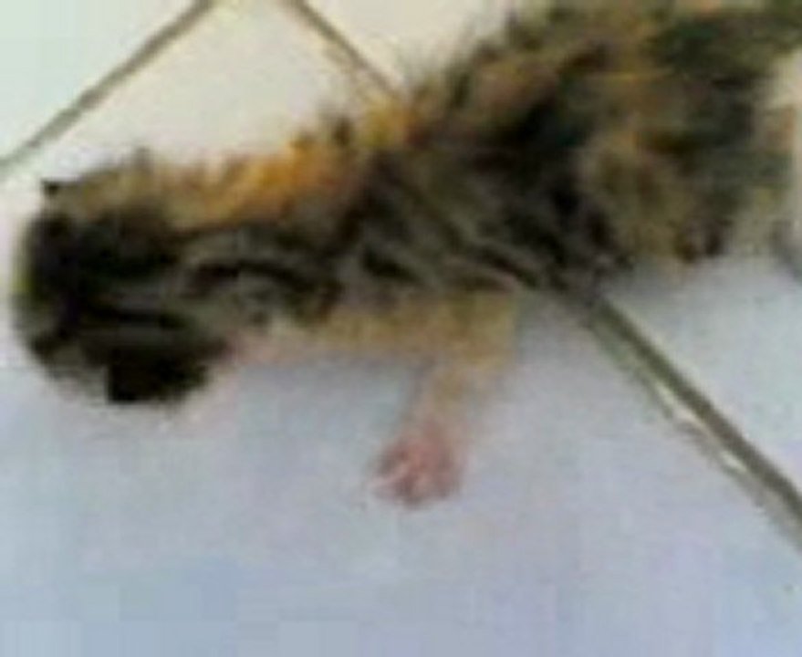 Çorludan 2 Yavru Kedi Bebek Sahiplendirme