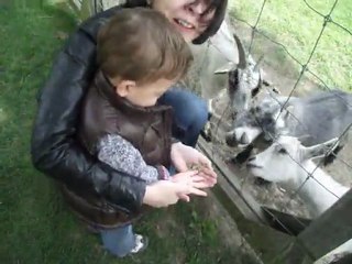 Licas in Canada_2011_3