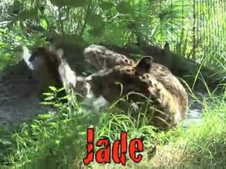 Big Cats' Favorite Enrichment: Pizza Boxes! 🍕