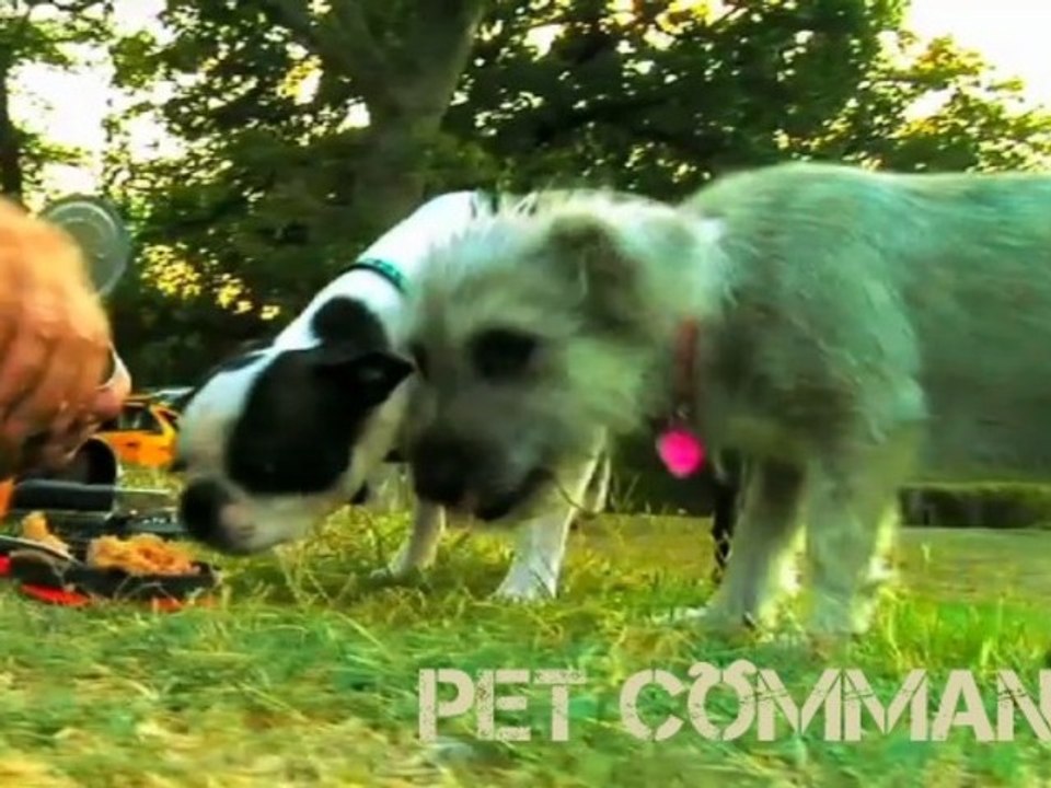 Pet Commando Ep. 2 Seven Dogs
