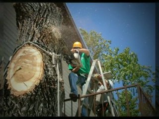 Best Austin Tree Trimming Service|(512) 731-8956
