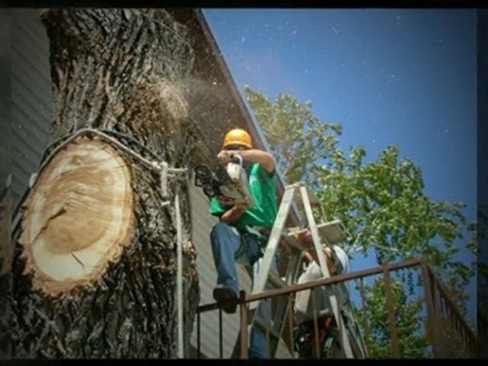 Best Austin Tree Trimming Service|(512) 731-8956