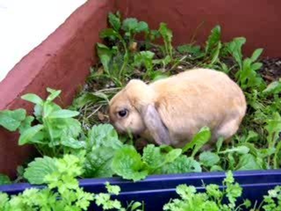 Enrique beim Freilauf