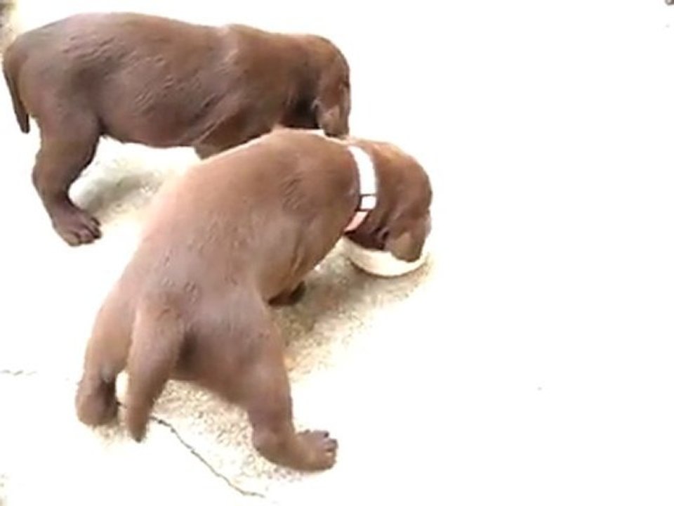 le 1er repas solide (suite)