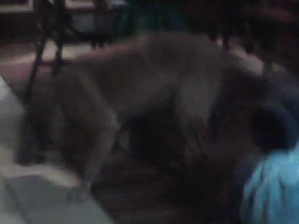 Natural Treatment for Dog Arthritis and Joint Pain