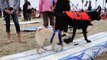 Même les chiens ont leur championnat de surf. C'est en Californie, le 
