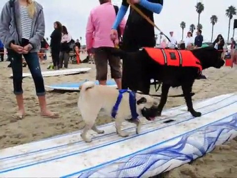 Même les chiens ont leur championnat de surf. C'est en Californie, le Surf City Surf Dog réunit chaque année des surfeurs à quatre pattes