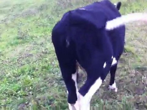 HAZER EMLAK TEL: 0546 851 6657 GEBE DÜVE FİYATLARI 2011