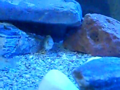 Yunus Chichlid Yavruları