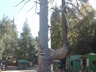 Le Cèdre Gouraud d'Ifrane : Un Trésor Ancien en Danger 🌳