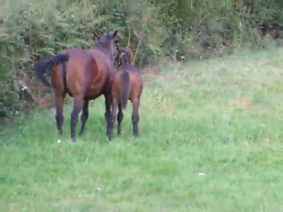 BEGHIN D'ADEM SEPTEMBRE 2011 019