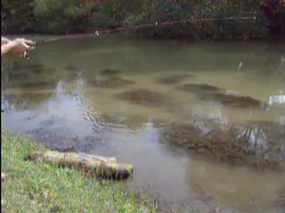 Balık Dostları-Yüzey Sahtesi...