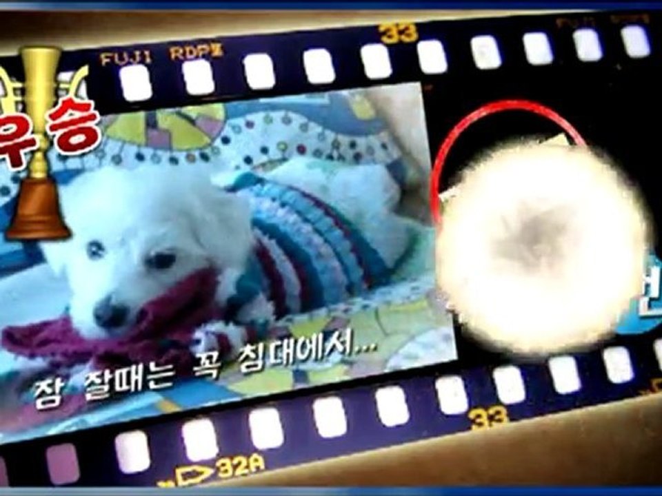 All TV 펫쇼
