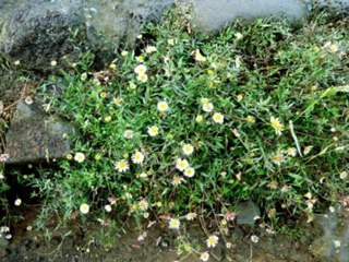 entrevista a ignacio solano paisajismo urbano en la  radio