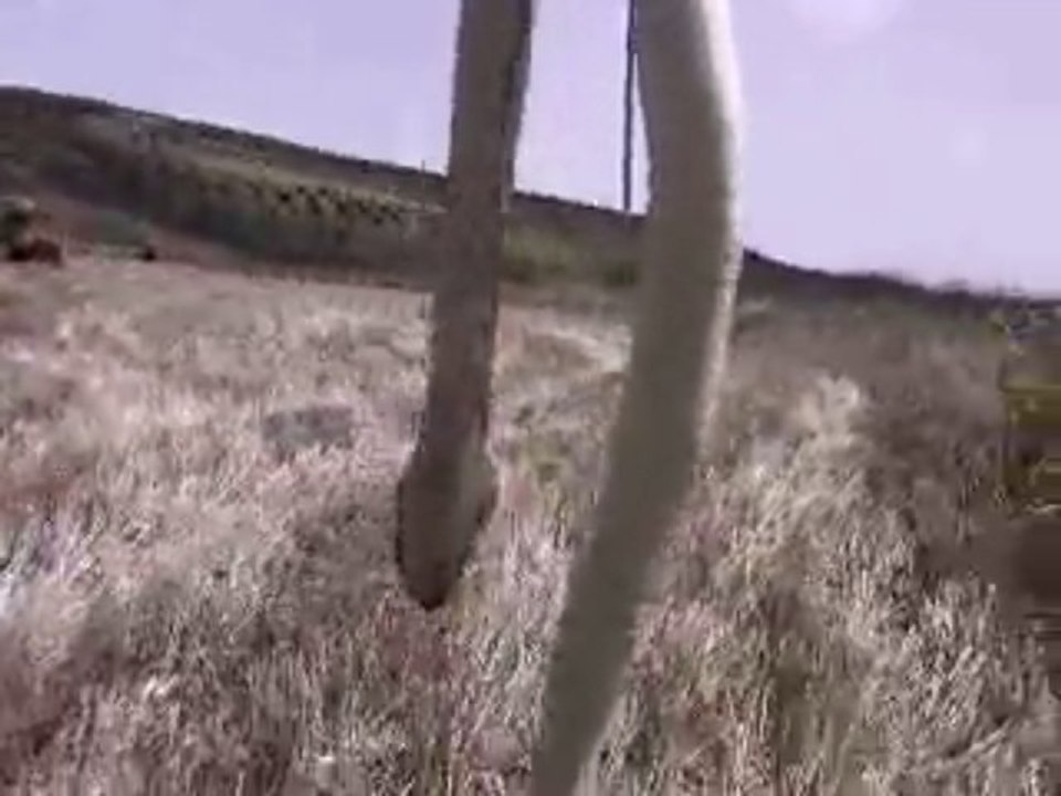 le plus grand serpent dans la willaya de guelma 24OOO Ain-Makhlouf