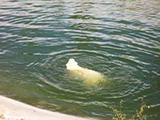 Les oursons polaires