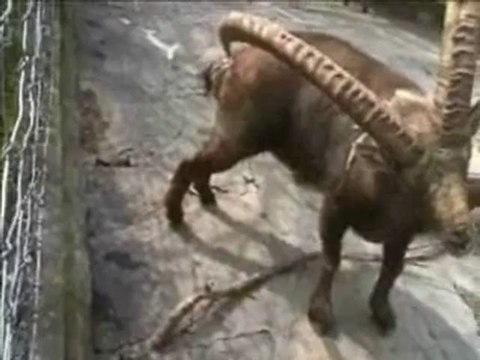 vantagens de um par de chifres