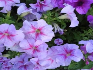 North York Real Estate - Athabaska Ave