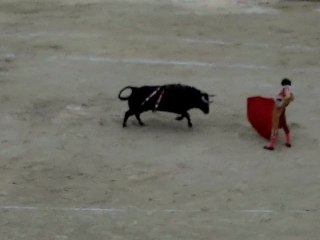 José Tomas vendanges 2011