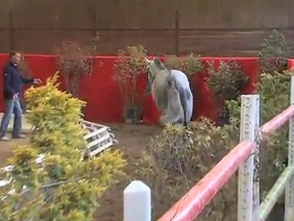 Urikan d'Helelring Qualification Etalon Selle Français 3 ans