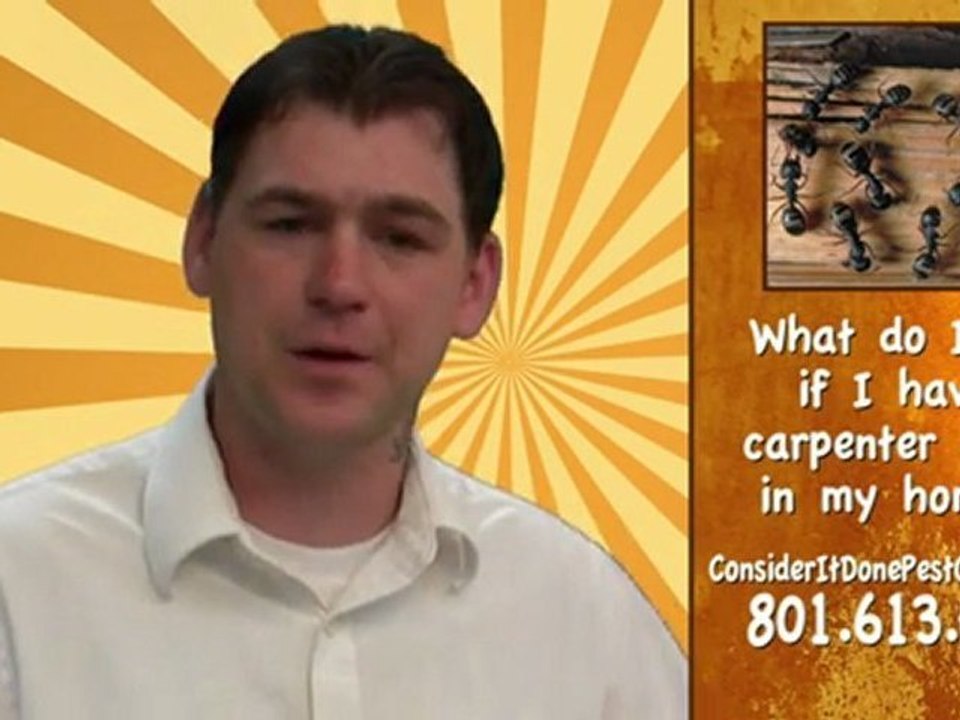 Pest Control Layton - What do I do if I have carpenter ants