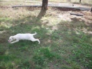 akron&ala yavruları