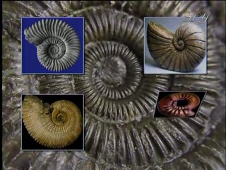 Harun Yahya TV - Horns and teeth that grow in a spiral form