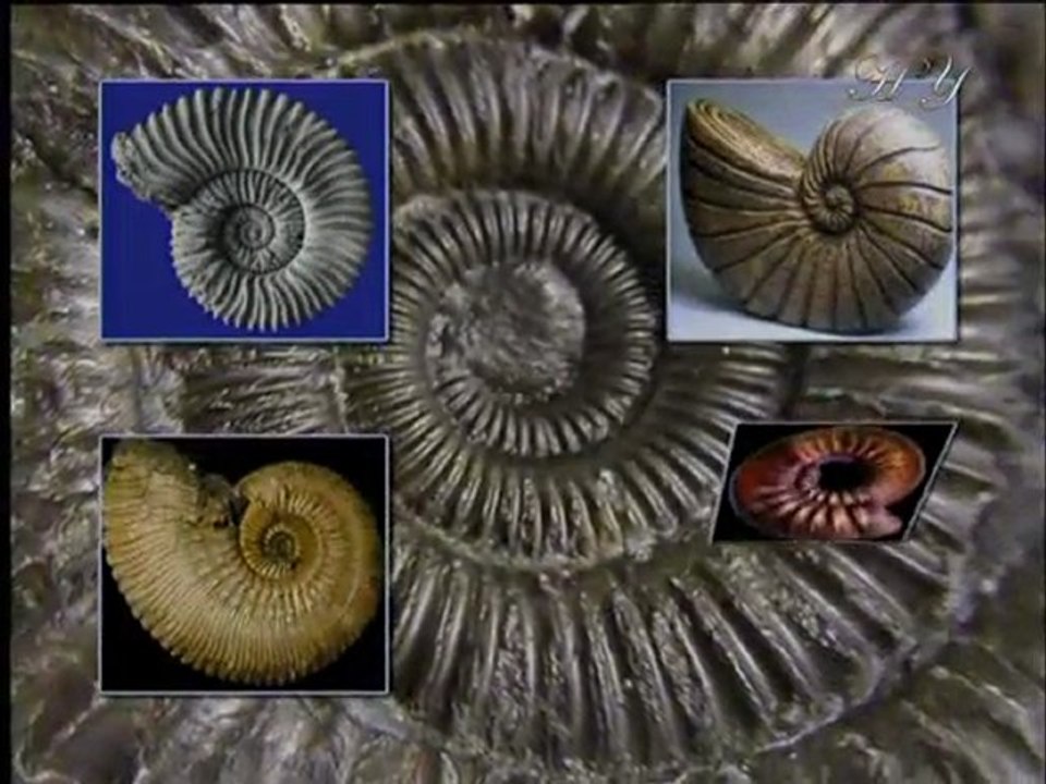 Harun Yahya TV - Horns and teeth that grow in a spiral form