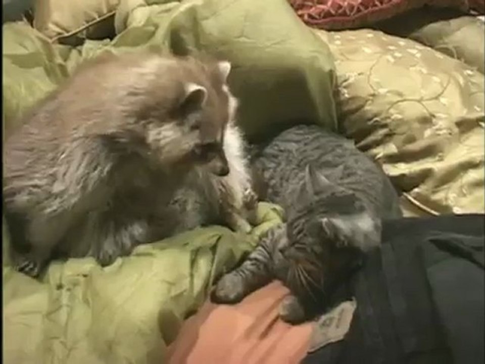Raton laveur + chat