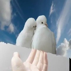 BANU -  GÜVERCİN UÇURDUM SANA