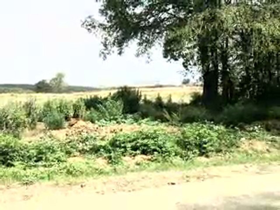 HAZER EMLAK TEL: 0546 851 6657 KARASU KAYNARCA SATILIK TARLA