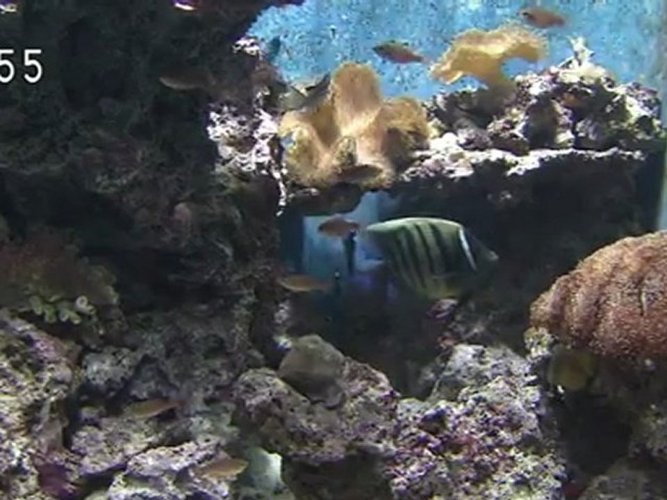 Okinawa-Churaumi-Aquarium