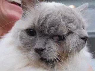 Le chat à deux têtes dans le Guiness book !