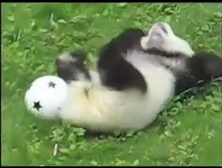 Bébé panda joue au foot