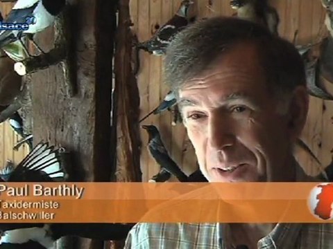 3 façons insolites de chasser ! (Alsace)