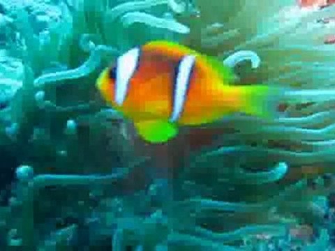 TSM İle Terapi (24) Okyanus Yuvam (Klasik Kemençe)