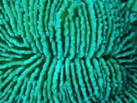 TSM İle Terapi (25) Okyanus (Klasik Kemençe)