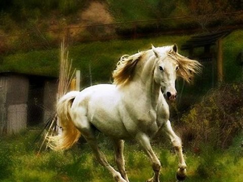 TSM İle Terapi (27) Rüya Darüşşifa (Çeng)