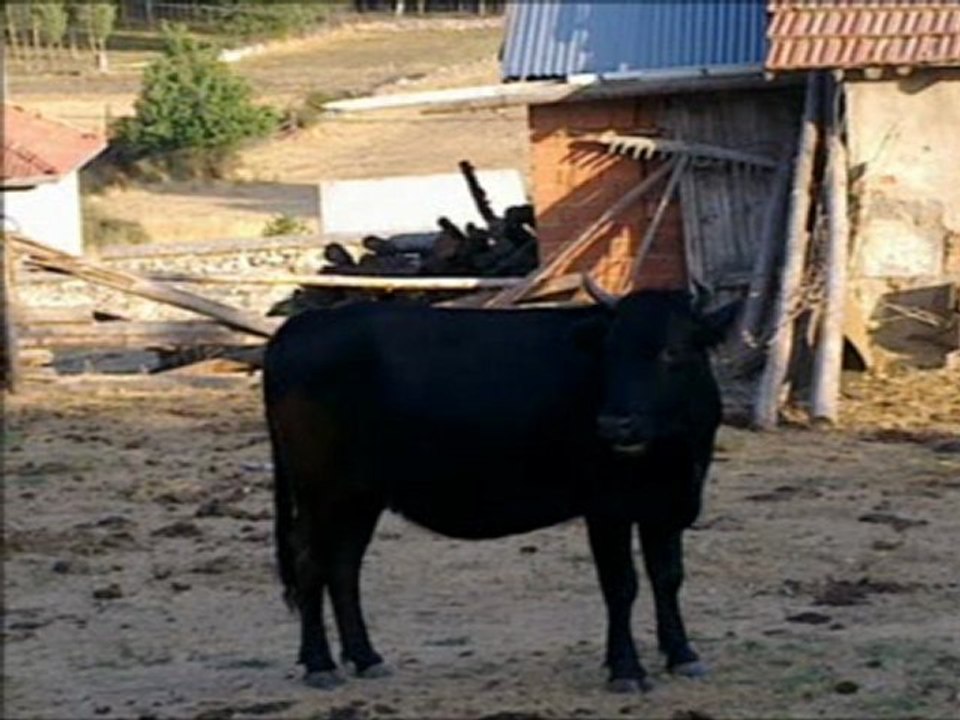 yukari yahya saray koyu 2 ekleyen ekrem erdogan